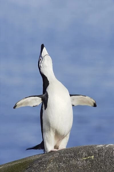 Chinstrap Penguin (Pygoscelis antarctica) adult, braying, standing on rock, Half Moon Island, South Shetland Islands, Antarctica