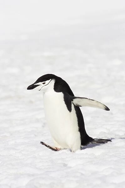 Chinstrap Penguin (Pygoscelis antarctica) adult, walking on snow, Half Moon Island, South Shetland Islands, Antarctica