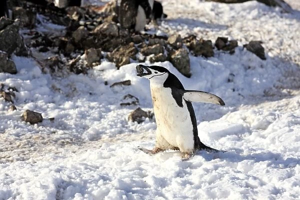 Chinstrap Penguin (Pygoscelis antarctica) adult, with stone for nesting material in beak, walking on snow, Brown Bluff