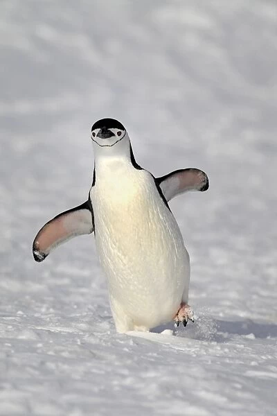 Chinstrap Penguin (Pygoscelis antarctica) adult, walking on snow, Brown Bluff, Antarctic Peninsula, Antarctica