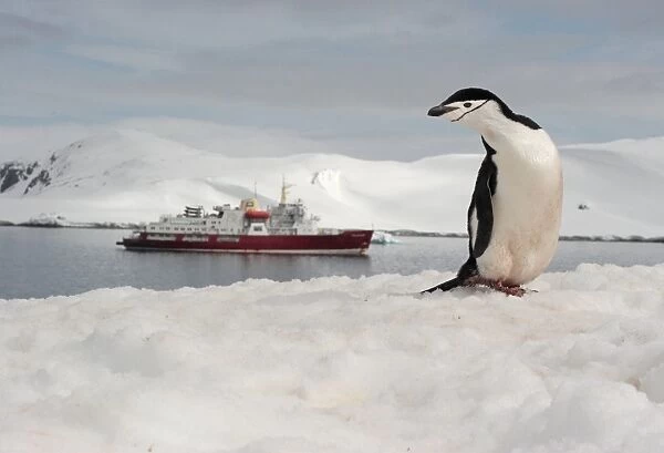 Chinstrap Penguin (Pygoscelis antarctica) adult, standing on snow, with tourist ship in background