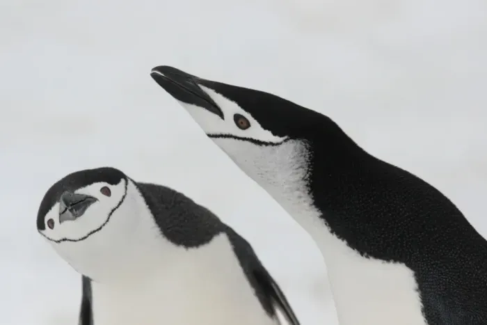 Framed Print : Chinstrap Penguin (Pygoscelis antarctica) adult pair, displaying, close-up of heads, Aitcho Island
