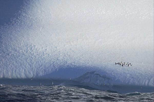 Chinstrap Penguin (Pygoscelis antarctica) adults, group on iceberg habitat, with Cape Petrel (Daption capense) flock, in flight over sea, South Orkney Islands, Antarctica