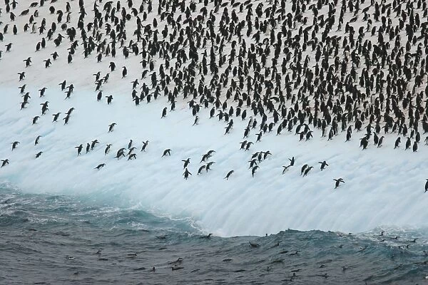 Chinstrap Penguin (Pygoscelis antarctica) adults, flock packed on huge iceberg, Scotia Sea, Antarctica, March