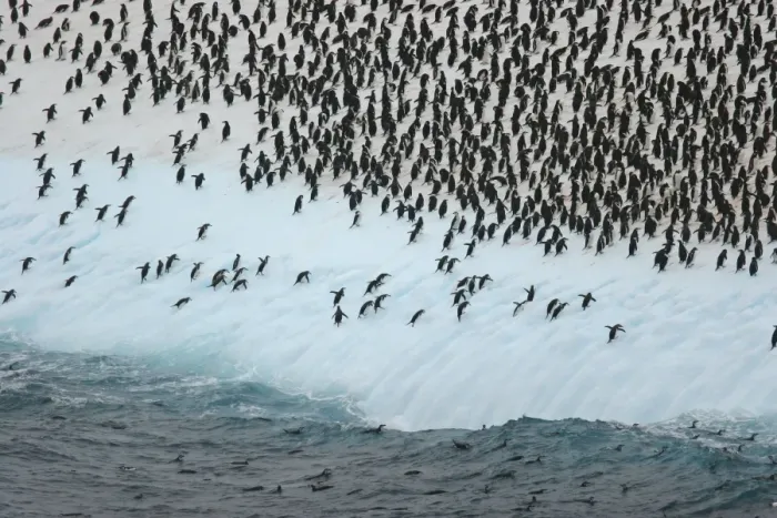 Framed Print : Chinstrap Penguin (Pygoscelis antarctica) adults, flock packed on huge iceberg, Scotia Sea, Antarctica, March Framed Print : Chinstrap Penguin (Pygoscelis antarctica) adults, flock packed on huge iceberg, Scotia Sea, Antarctica, March