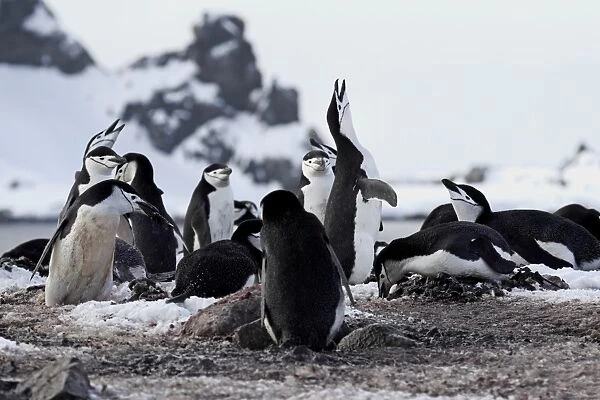 Chinstrap Penguin (Pygoscelis antarctica) adults, displaying in nesting colony, Brown Bluff, Antarctic Peninsula