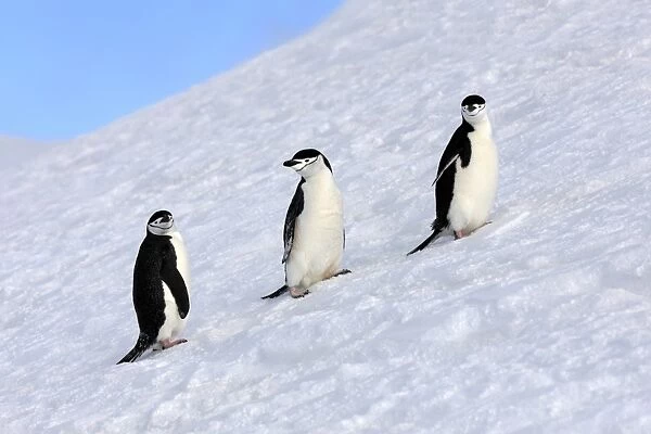 Chinstrap Penguin (Pygoscelis antarctica) three adults, standing on snow covered slope, Brown Bluff