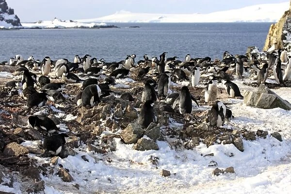 Chinstrap Penguin (Pygoscelis antarctica) adults, nesting colony in snow, Brown Bluff, Antarctic Peninsula, Antarctica