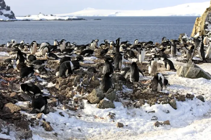 Framed Print : Chinstrap Penguin (Pygoscelis antarctica) adults, nesting colony in snow, Brown Bluff, Antarctic Peninsula, Antarctica Framed Print : Chinstrap Penguin (Pygoscelis antarctica) adults, nesting colony in snow, Brown Bluff, Antarctic Peninsula, Antarctica