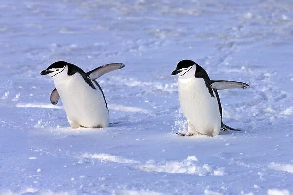 Chinstrap Penguin (Pygoscelis antarctica) two adults, walking on snow, Brown Bluff, Antarctic Peninsula, Antarctica