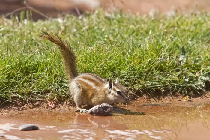 Framed Print : Least Chipmunk drinking