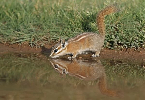 Least Chipmunk (Tamias minimus) adult, drinking from shallow puddle, Arches N. P. Utah, U. S. A. may