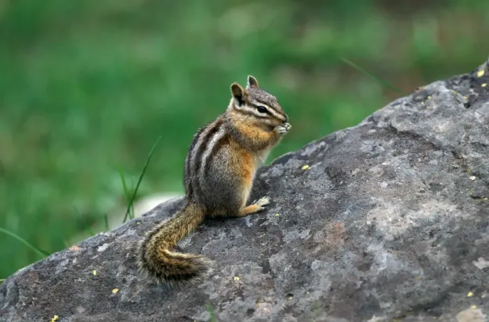 Framed Print : Least Chipmunk (Tamias minimus) Yellowstone Nat. Park, USA