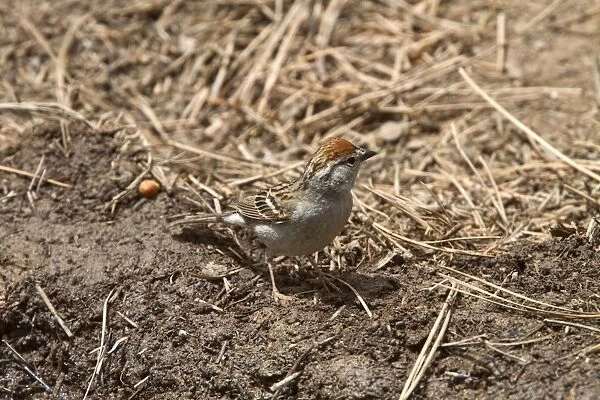 Chipping Sparrow - Utah USA