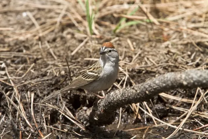 Framed Print : Chipping Sparrow - Utah USA Framed Print : Chipping Sparrow - Utah USA