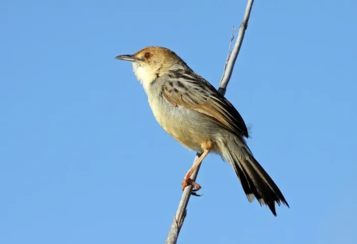 Framed Print : Chirping Cisticola (Cisticola pipiens) adult, perched on stem, Okavango Delta, Botswana
