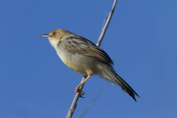Framed Print : Chirping Cisticola - A locally common resident of the Okavango Delta, Botswana Framed Print : Chirping Cisticola - A locally common resident of the Okavango Delta, Botswana