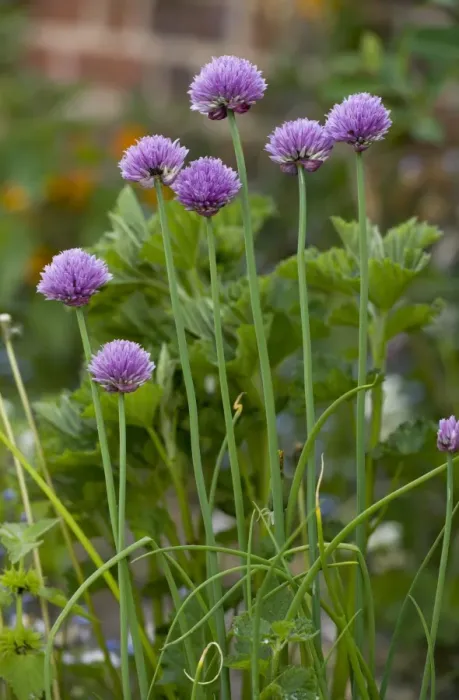 Framed Print : Chives (Allium schoenoprasum) flowering, growing in herb garden, Norfolk, England, may Framed Print : Chives (Allium schoenoprasum) flowering, growing in herb garden, Norfolk, England, may