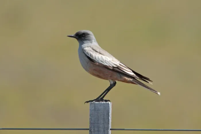 Framed Print : Chocolate-vented Tyrant (Neoxolmis rufiventris) adult, perched on fencepost, Rio Gallegos, Santa Cruz, Argentina Framed Print : Chocolate-vented Tyrant (Neoxolmis rufiventris) adult, perched on fencepost, Rio Gallegos, Santa Cruz, Argentina