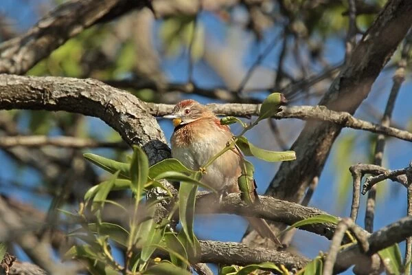 Chotoy Spinetail (Schoeniophylax phryganophilus) adult, perched on branch, Colonia Carlos Pellegrini, Corrientes, Argentina, november