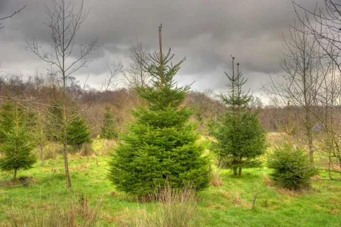 Framed Print : Christmas trees growing at edge of woodland, Whitewell, Clitheroe, Lancashire, England, december Framed Print : Christmas trees growing at edge of woodland, Whitewell, Clitheroe, Lancashire, England, december