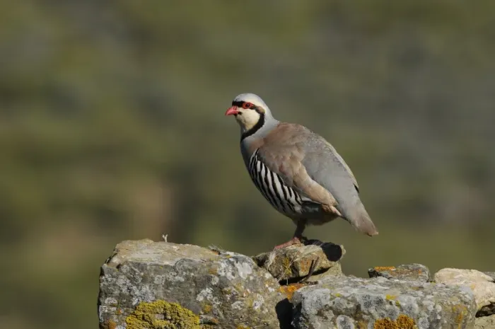 Framed Print : Chukar Partridge (Alectoris chukar) adult, standing on lichen covered rocks, Lemnos, Greece, April Framed Print : Chukar Partridge (Alectoris chukar) adult, standing on lichen covered rocks, Lemnos, Greece, April