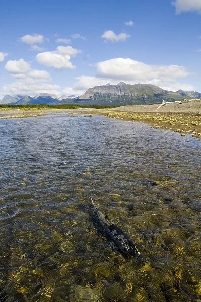 Chum Salmon (Oncorhynchus keta) adult, swimming up coastal creek on spawning migration, Katmai N. P. Alaska, U. S. A