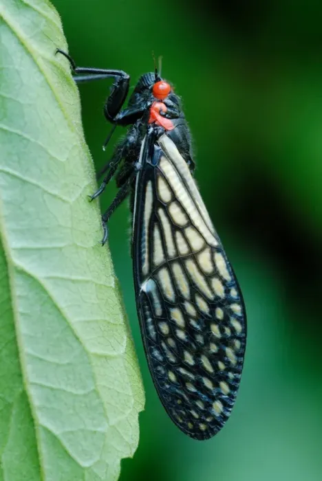 Framed Print : Cicada (Cicadoidea sp. ) adult, calling, on leaf in monsoon rainforest, Mae Wong N. P