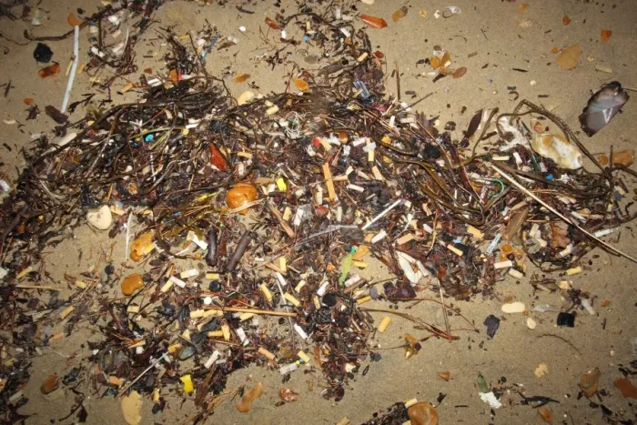 Framed Print : Cigarette butts on beach strandline, Bournemouth, Dorset, England, october