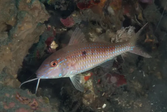Framed Print : Cinnabar Goatfish (Parupeneus heptacanthus) adult, Lembeh Straits, Sulawesi, Sunda Islands, Indonesia, September Framed Print : Cinnabar Goatfish (Parupeneus heptacanthus) adult, Lembeh Straits, Sulawesi, Sunda Islands, Indonesia, September