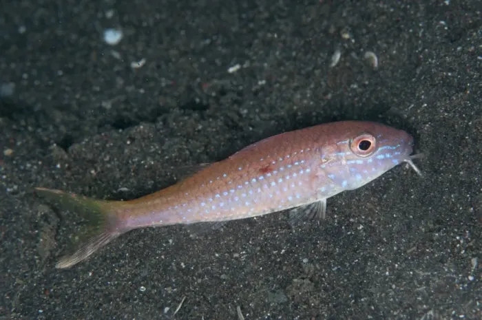 Framed Print : Cinnabar Goatfish (Parupeneus heptacanthus) adult, foraging on black sand, Lembeh Straits, Sulawesi, Sunda Islands