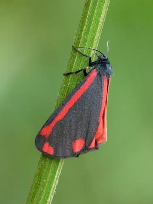 Framed Print : Cinnabar Moth (Tyria jacobaeae) adult female, resting on umbellifer stem, Scotland, june Framed Print : Cinnabar Moth (Tyria jacobaeae) adult female, resting on umbellifer stem, Scotland, june