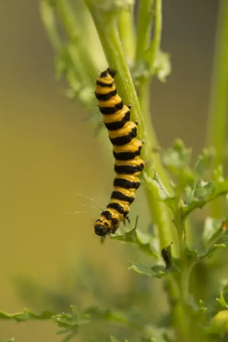 Framed Print : Cinnabar Moth (Tyria jacobaeae) caterpillar, feeding on ragwort leaf, Yorkshire, England, July Framed Print : Cinnabar Moth (Tyria jacobaeae) caterpillar, feeding on ragwort leaf, Yorkshire, England, July