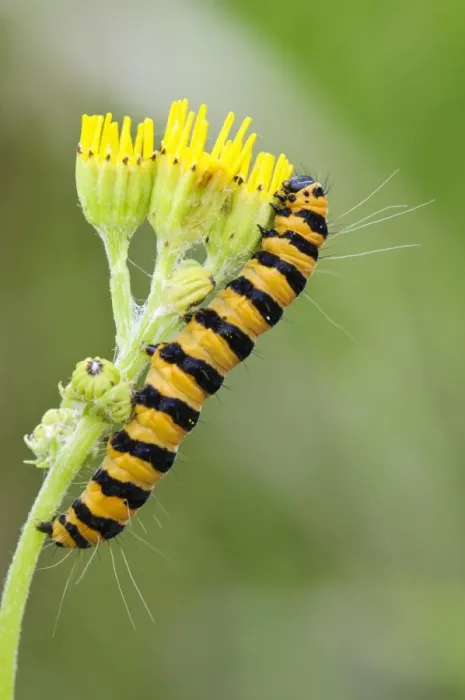 Framed Print : Cinnabar Moth (Tyria jacobaeae) caterpillar, feeding on Common Ragwort (Senecio jacobaea) Framed Print : Cinnabar Moth (Tyria jacobaeae) caterpillar, feeding on Common Ragwort (Senecio jacobaea)