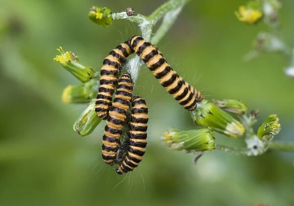 Cinnabar moth, Tyria jacobaeae, caterpillars on groundsel, Senecio vulgaris, a wild garden weed