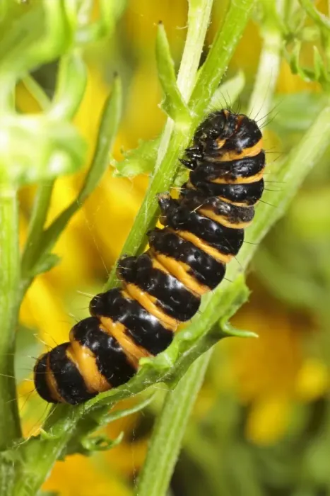 Framed Print : Cinnabar Moth (Tyria jacobaeae) fully-grown larva, feeding on Common Ragwort (Senecio jacobaea), Powys, Wales, july Framed Print : Cinnabar Moth (Tyria jacobaeae) fully-grown larva, feeding on Common Ragwort (Senecio jacobaea), Powys, Wales, july