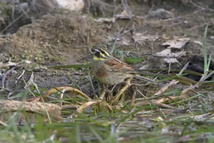 Framed Print : Cirl Bunting (Emberiza cirlus) adult male, drinking at pool, Extremadura, Spain, April Framed Print : Cirl Bunting (Emberiza cirlus) adult male, drinking at pool, Extremadura, Spain, April