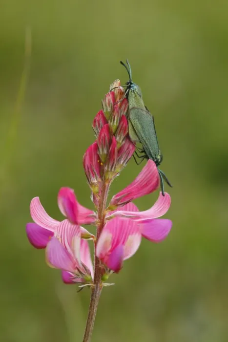 Framed Print : Cistus Forester (Adscita geryon) adult pair, mating, on Sainfoin (Onobrychis viciifolia) flowerspike, Pewsey Downs, Wiltshire, England, june Framed Print : Cistus Forester (Adscita geryon) adult pair, mating, on Sainfoin (Onobrychis viciifolia) flowerspike, Pewsey Downs, Wiltshire, England, june
