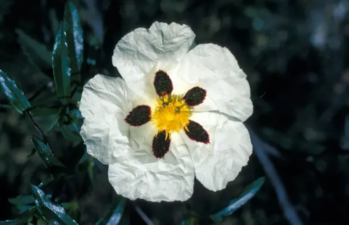 Framed Print : Cistus Ladanifer Close up of flower
