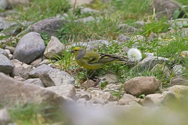 Citril Finch (Carduelis citrinella) adult male, feeding on weed seeds, Pyrenees, Aragon, Spain, July