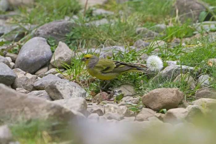 Framed Print : Citril Finch (Carduelis citrinella) adult male, feeding on weed seeds, Pyrenees, Aragon, Spain, July Framed Print : Citril Finch (Carduelis citrinella) adult male, feeding on weed seeds, Pyrenees, Aragon, Spain, July