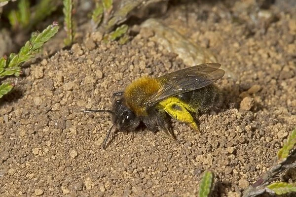 Clarkes Mining Bee (Andrena clarkella) adult female, searching for place to deposit sallow pollen on which to lay egg
