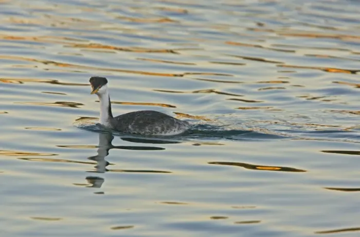 Framed Print : Clark's Grebe (Aechmophorus clarkii) adult, swimming at sunset, California, U. S. A. november Framed Print : Clark's Grebe (Aechmophorus clarkii) adult, swimming at sunset, California, U. S. A. november