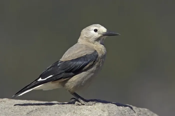 Framed Print : Clark's Nutcracker (Nucifraga columbiana) adult, standing on rock, Crater Lake N. P. Oregon, U. S. A