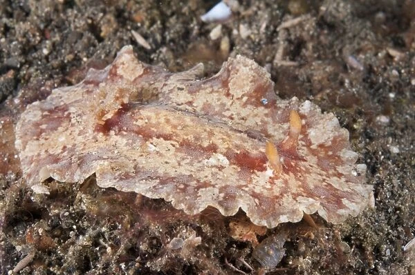 Classy Platydoris Nudibranch (Platydoris speciosa) adult, on seabed, Lembeh Straits, Sulawesi, Sunda Islands, Indonesia