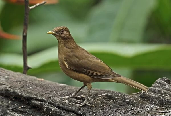 Clay-coloured Robin (Turdus grayi casius) adult, standing on log, Canopy Lodge, El Valle, Panama, October