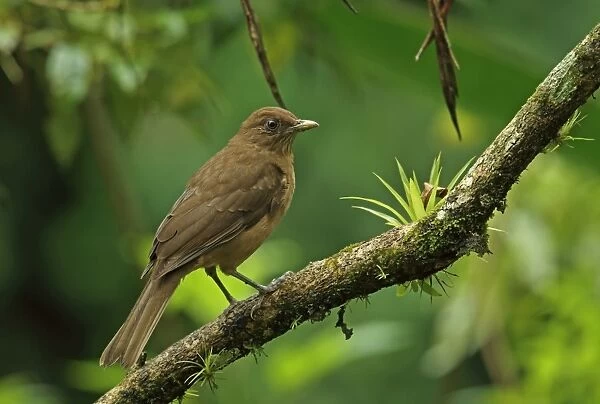 Clay-coloured Robin (Turdus grayi casius) adult, perched on branch, Canopy Lodge, El Valle, Panama, October