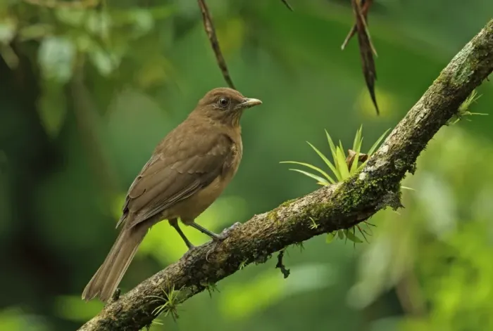 Framed Print : Clay-coloured Robin (Turdus grayi casius) adult, perched on branch, Canopy Lodge, El Valle, Panama, October