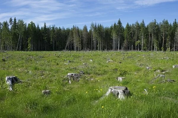 Clear-cut coniferous forest, with grass and wildflowers growing amongst stumps, Sweden, june