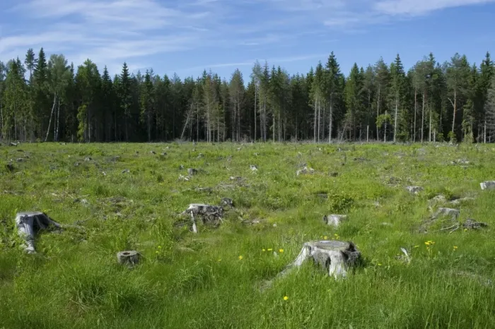 Framed Print : Clear-cut coniferous forest, with grass and wildflowers growing amongst stumps, Sweden, june Framed Print : Clear-cut coniferous forest, with grass and wildflowers growing amongst stumps, Sweden, june